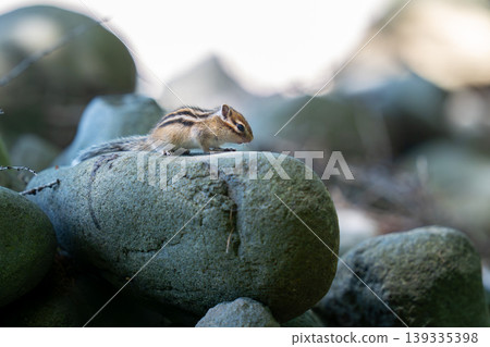 A Hokkaido chipmunk surveying its surroundings from atop a rock. 139335398
