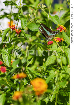 A blue swallowtail butterfly feeds on the nectar of a brightly colored lantana flower. A cheerful scene in a garden surrounded by nature. A blue swallowtail butterfly feeds on the nectar of a brightly colored lantana flower. A cheerful scene in a garden surrounded by nature. 139335415