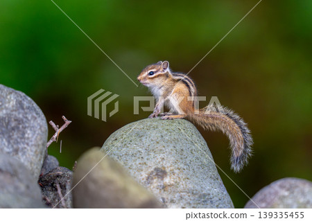 A Hokkaido chipmunk surveying its surroundings from atop a rock. A Hokkaido chipmunk surveying its surroundings from atop a rock. 139335455