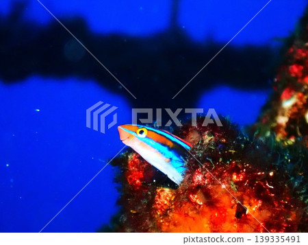 A blenny (Plagiotremus tapeinosoma) photographed on Izu Oshima Island. A blenny (Plagiotremus tapeinosoma) photographed on Izu Oshima Island. 139335491