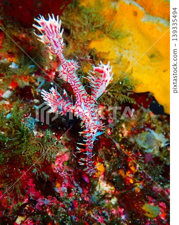 A picture of a ornate ghost pipefish (Solenostomus paradoxus) taken on Izu Oshima Island. 139335494