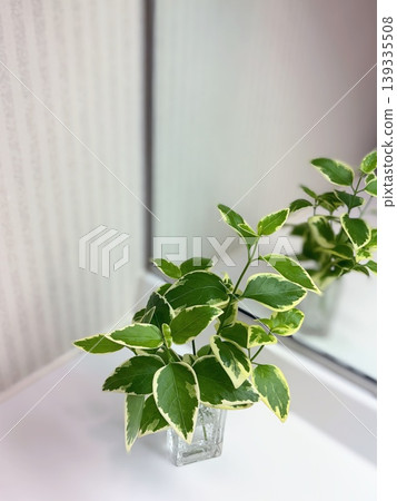 Variegated houseplant in the bathroom sink (vertical composition) 139335508