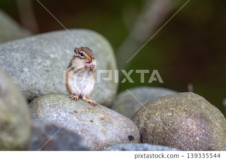 A Hokkaido chipmunk eating something on a rock. A Hokkaido chipmunk eating something on a rock. 139335544