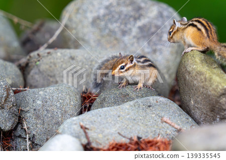 A Hokkaido chipmunk surveying its surroundings from atop a rock. A Hokkaido chipmunk surveying its surroundings from atop a rock. 139335545