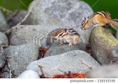 A Hokkaido chipmunk surveying its surroundings from atop a rock. A Hokkaido chipmunk surveying its surroundings from atop a rock. 139335546