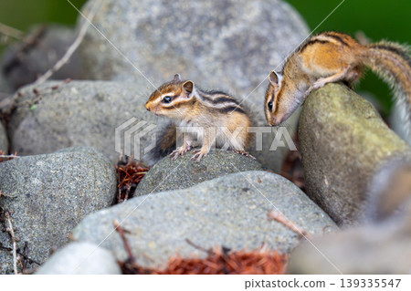 A Hokkaido chipmunk surveying its surroundings from atop a rock. A Hokkaido chipmunk surveying its surroundings from atop a rock. 139335547