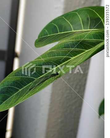 一隻小豆娘停在綠葉上。 一隻小豆娘停在綠葉上。 139335572