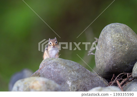 A Hokkaido chipmunk surveying its surroundings from atop a rock. A Hokkaido chipmunk surveying its surroundings from atop a rock. 139335590