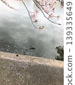 櫻花花瓣飄落，池塘裡鴨子在游泳。 139335649