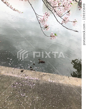 櫻花花瓣飄落,池塘裡鴨子在游泳。 櫻花花瓣飄落,池塘裡鴨子在游泳。 139335649