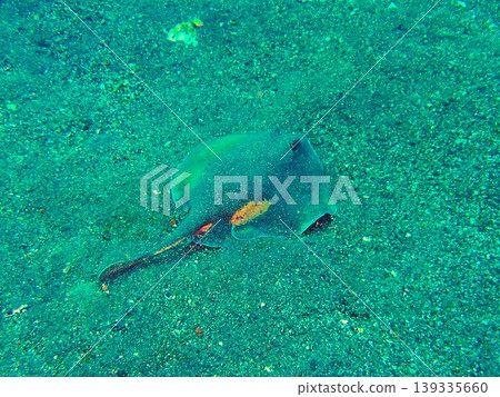 A flat ray (Urolophus aurantiacus) photographed on Izu Oshima Island. A flat ray (Urolophus aurantiacus) photographed on Izu Oshima Island. 139335660