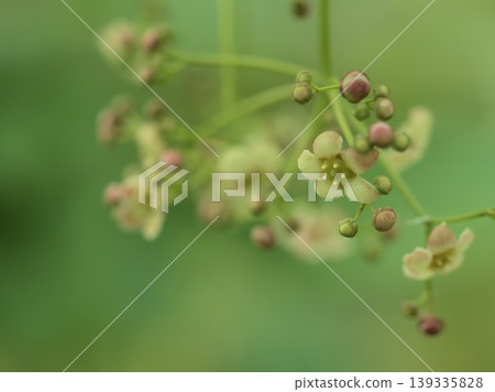吊花四月盛開 139335828