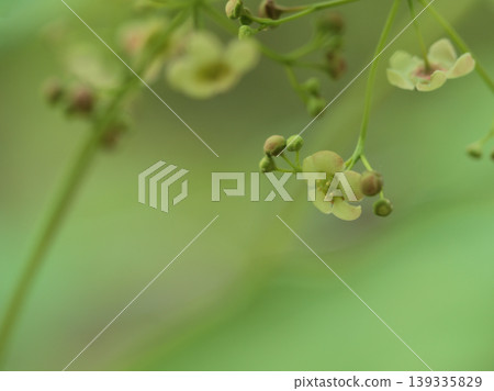 Tsuribana (hanging flower) flower blooming in April 139335829