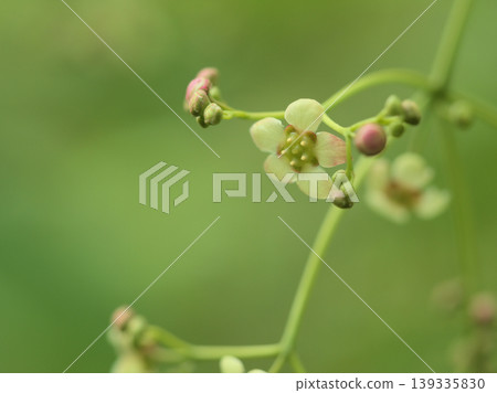 Tsuribana (hanging flower) flower blooming in April Tsuribana (hanging flower) flower blooming in April 139335830