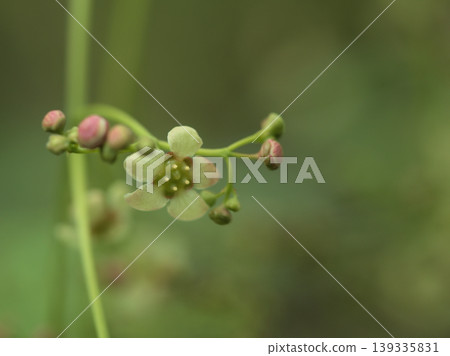 Tsuribana (hanging flower) flower blooming in April 139335831