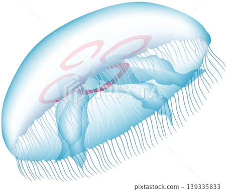 Illustration of a marine creature: "Moon Jellyfish," vector format, single image on a white background. Illustration of a marine creature: "Moon Jellyfish," vector format, single image on a white background. 139335833