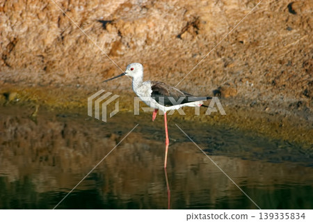 Black-winged Stilt, Himantopus himantopus, relaxing in water 139335834