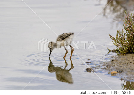 Black-winged Stilt, Himantopus himantopus, chick wading in wetlands Black-winged Stilt, Himantopus himantopus, chick wading in wetlands 139335836