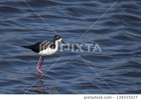Pair of Hawaiian Stilt, Himantopus mexicanus knudseni, endangered subspecies of Black-necked Stilt 139335837