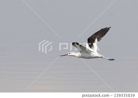 American Avocet, Recurvirostra americana, in flight over water American Avocet, Recurvirostra americana, in flight over water 139335839