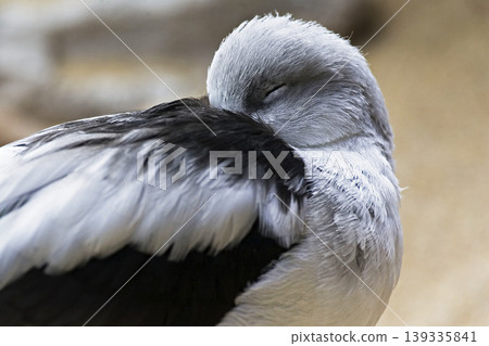 American Avocet, Recurvirostra americana, sleeping with head under wing American Avocet, Recurvirostra americana, sleeping with head under wing 139335841