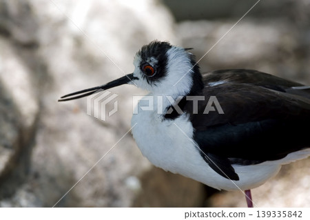 Black-necked Stilt, Himantopus mexicanus, close up profile Black-necked Stilt, Himantopus mexicanus, close up profile 139335842