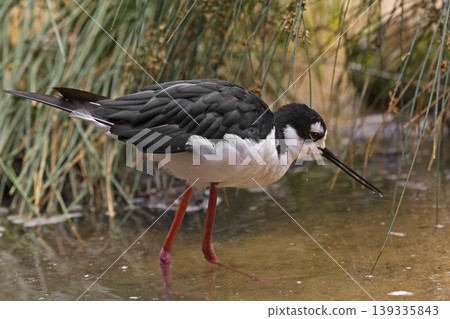 Black-necked Stilt, Himantopus mexicanus, foraging in shallow water 139335843