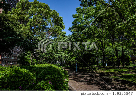 春日公園裡,陽光透過樹木灑下斑駁的光影。 春日公園裡,陽光透過樹木灑下斑駁的光影。 139335847
