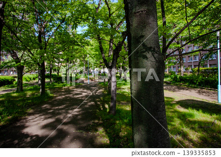 春日公園裡,陽光透過樹木灑下斑駁的光影。 春日公園裡,陽光透過樹木灑下斑駁的光影。 139335853