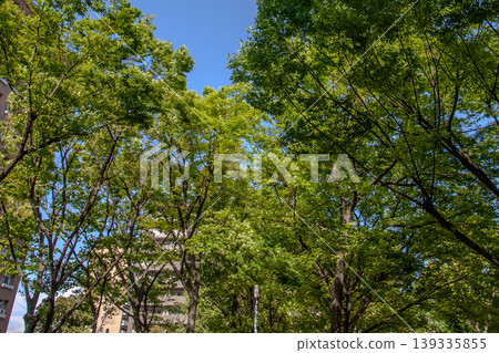 春天公園 春天公園 139335855