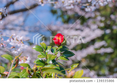 Spring camellias and cherry blossoms in the background [Ikeda Town, Kitaazumi District] 139335866