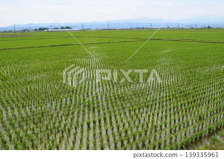 Paddy field 2 weeks after rice planting Paddy field 2 weeks after rice planting 139335961