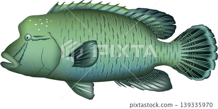魚類插圖:「拿破崙魚(日文名:Meganemochinouo)」 - 向量格式 - 白色背景單張圖片 魚類插圖:「拿破崙魚(日文名:Meganemochinouo)」 - 向量格式 - 白色背景單張圖片 139335970