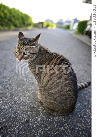 回望的貓 139336012
