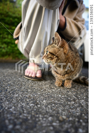 Kijitra cat taking a walk Kijitra cat taking a walk 139336091