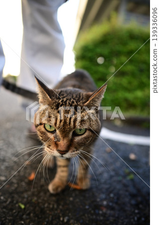 Kijitra cat taking a walk Kijitra cat taking a walk 139336096