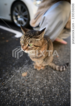 Kijitra cat taking a walk Kijitra cat taking a walk 139336098