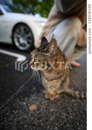 Kijitra cat taking a walk Kijitra cat taking a walk 139336100