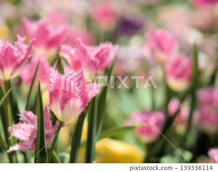 Bright pink tulips bloomed in the sunny month of April. 139336114
