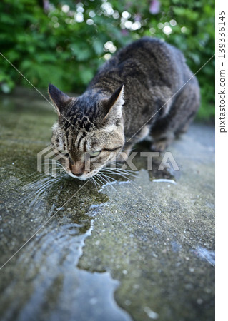 A cat drinking water on a cobblestone street. 139336145
