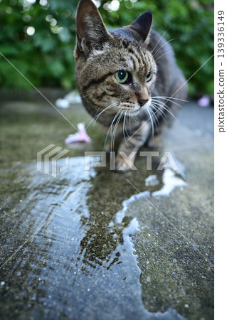A cat drinking water on a cobblestone street. 139336149