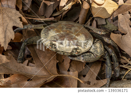 Crab Among Dry Leaves on Land Close Up. Crab Among Dry Leaves on Land Close Up. 139336171