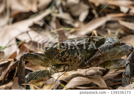 Crab Among Dry Leaves on Land Close Up. 139336173