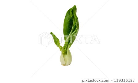 Organic Pak Choi or Chinese cabbage, fresh green vegetable for healthy cooking. Organic Pak Choi or Chinese cabbage, fresh green vegetable for healthy cooking. 139336183