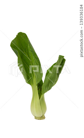 Organic Pak Choi or Chinese cabbage, fresh green vegetable for healthy cooking. Organic Pak Choi or Chinese cabbage, fresh green vegetable for healthy cooking. 139336184
