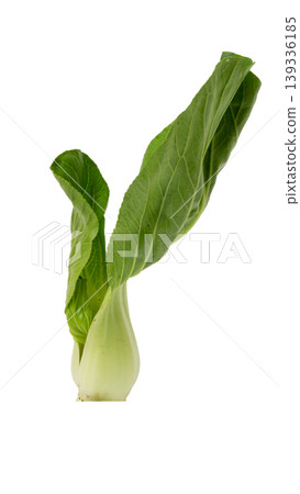 Organic Pak Choi or Chinese cabbage, fresh green vegetable for healthy cooking. Organic Pak Choi or Chinese cabbage, fresh green vegetable for healthy cooking. 139336185