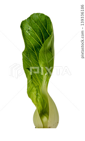 Organic Pak Choi or Chinese cabbage, fresh green vegetable for healthy cooking. Organic Pak Choi or Chinese cabbage, fresh green vegetable for healthy cooking. 139336186