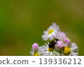 一隻白斑花甲蟲停在飛蓬花上。 139336212