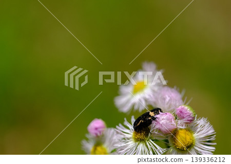 一隻白斑花甲蟲停在飛蓬花上。 139336212