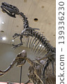 Dinosaur fossils on display in a museum 139336230